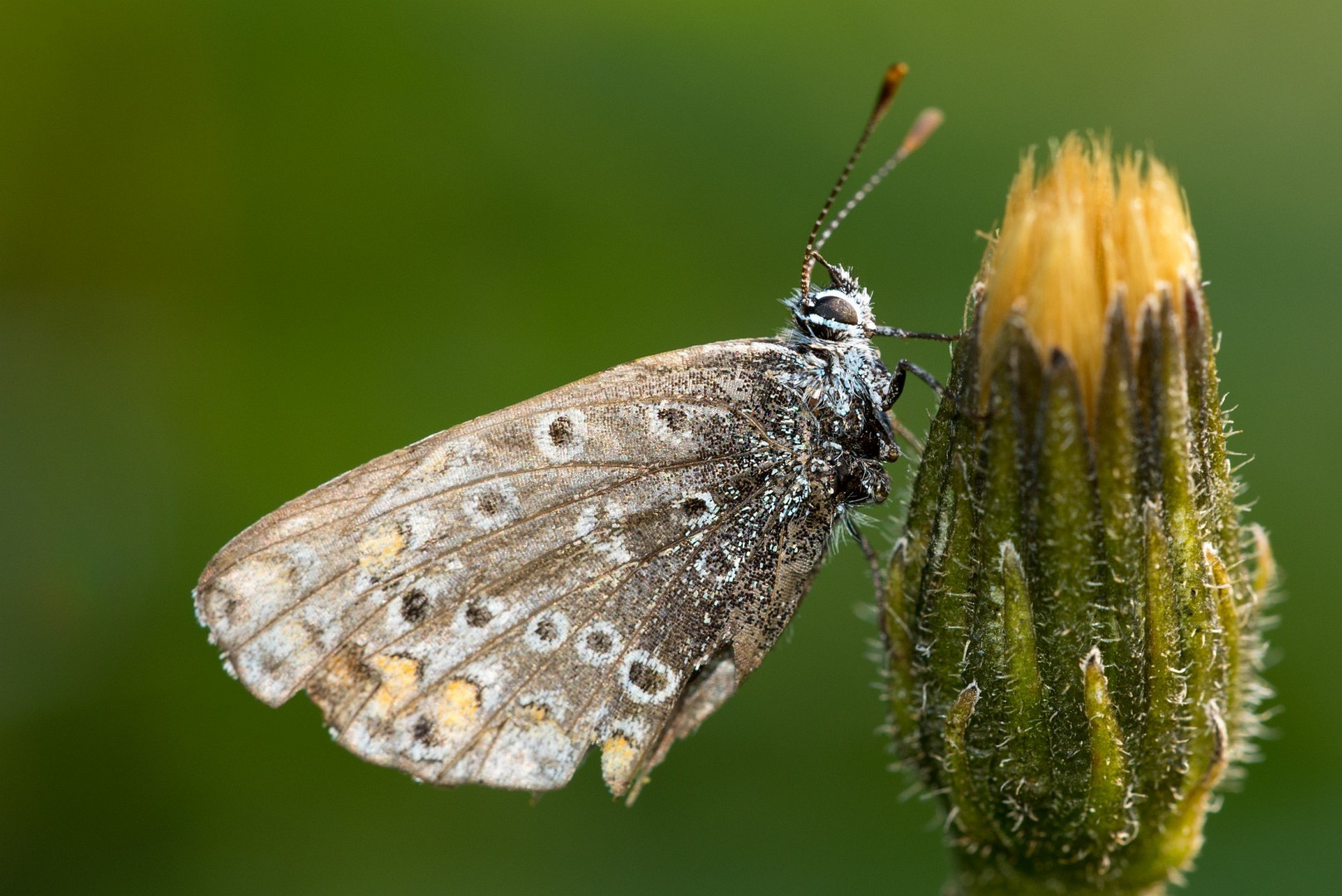 Schmetterling