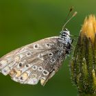 Schmetterling