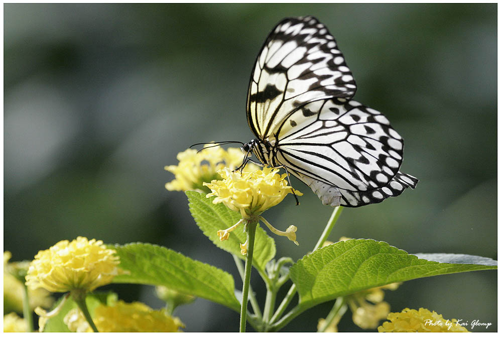 Schmetterling