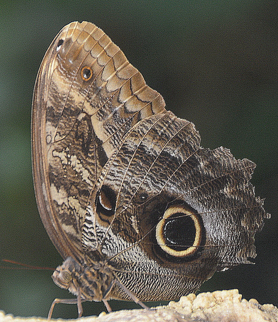  Schmetterling