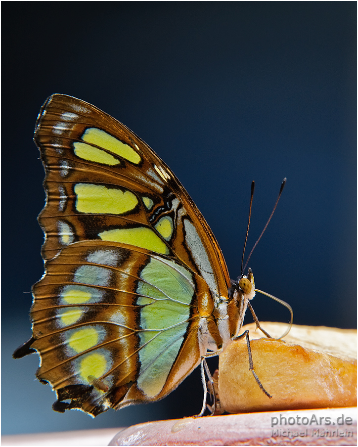 Schmetterling