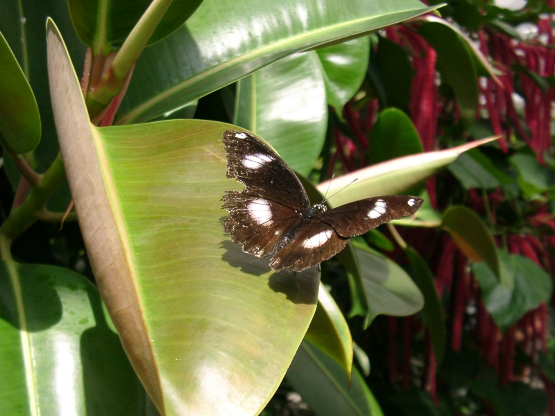 Schmetterling