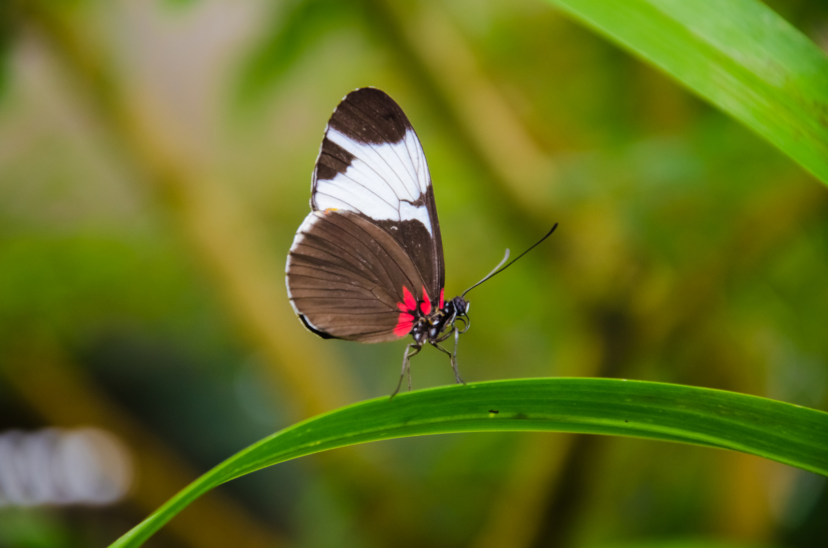 Schmetterling