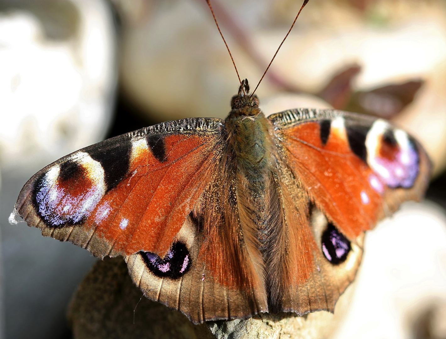 Schmetterling