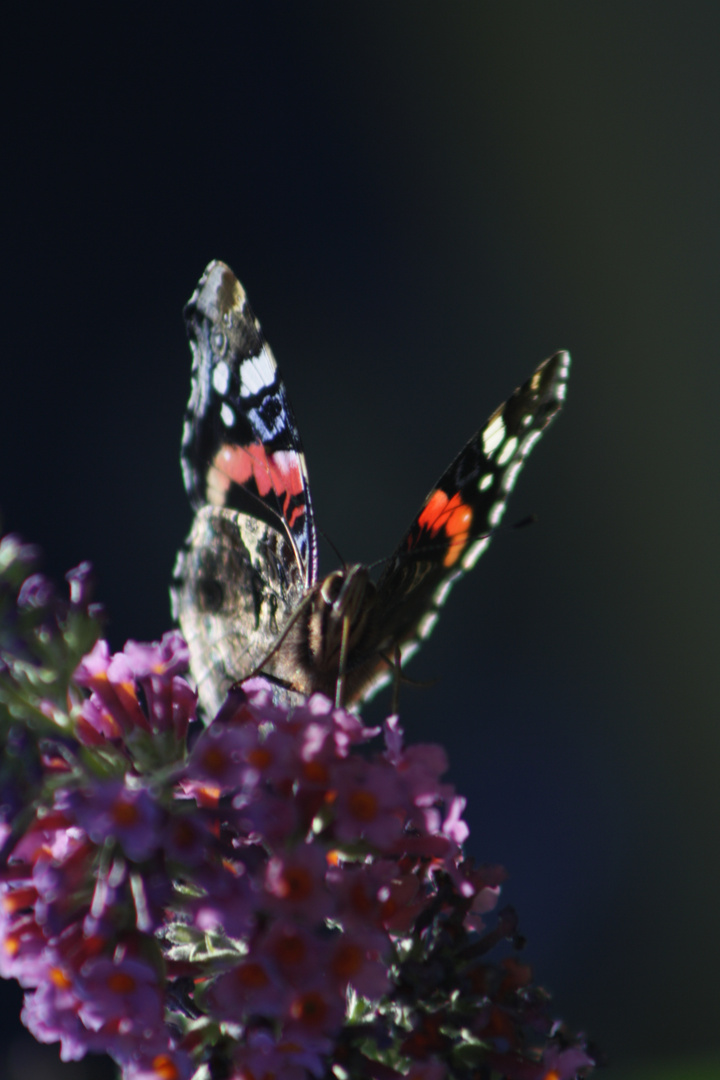 Schmetterling