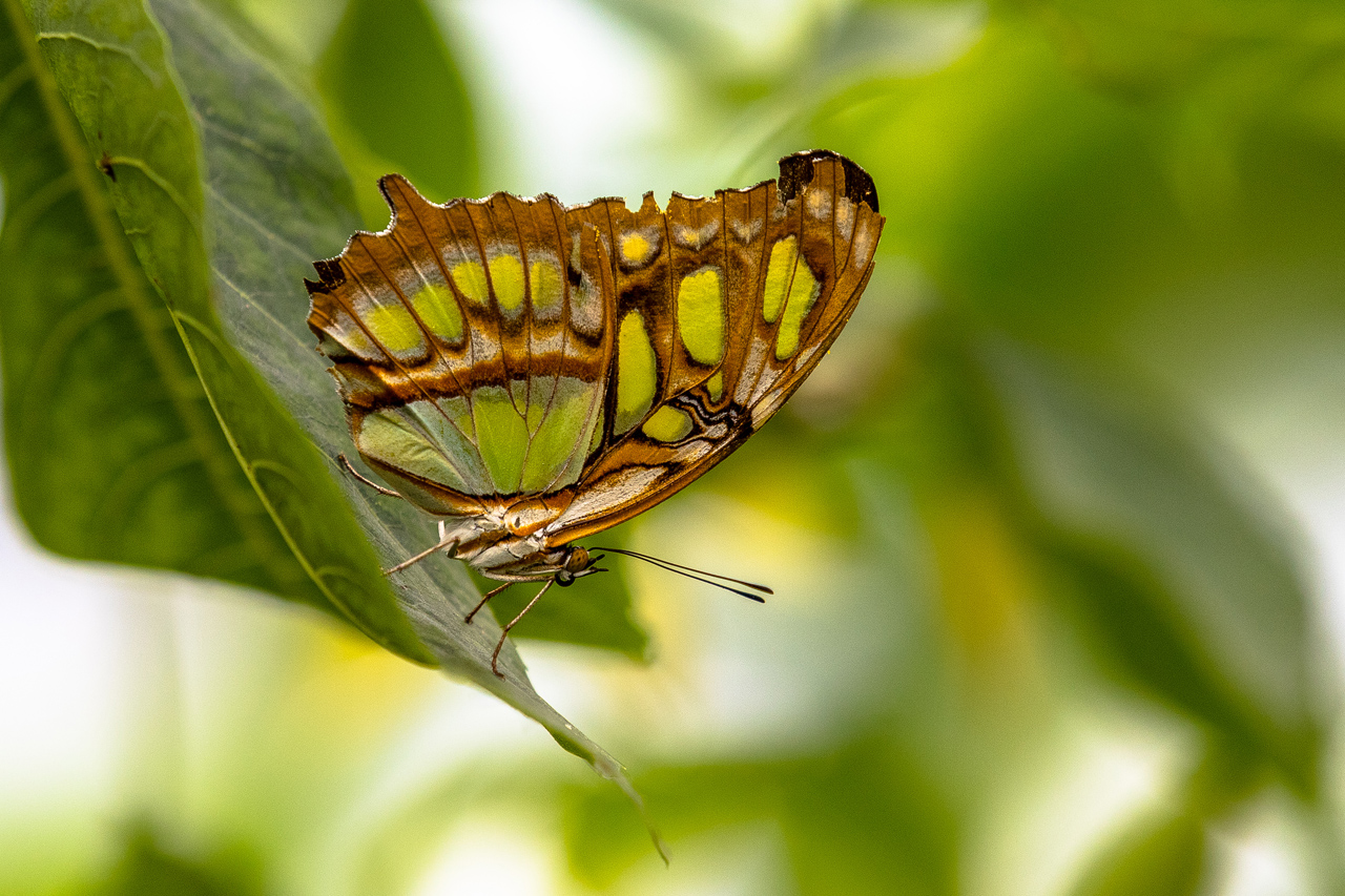 Schmetterling