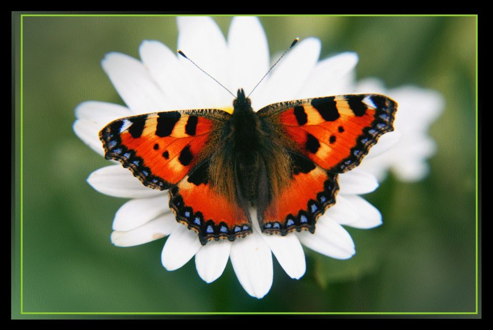 Schmetterling