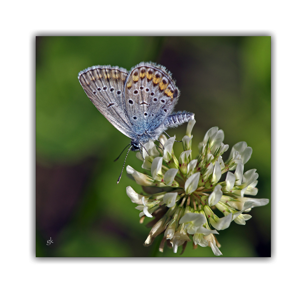 Schmetterling