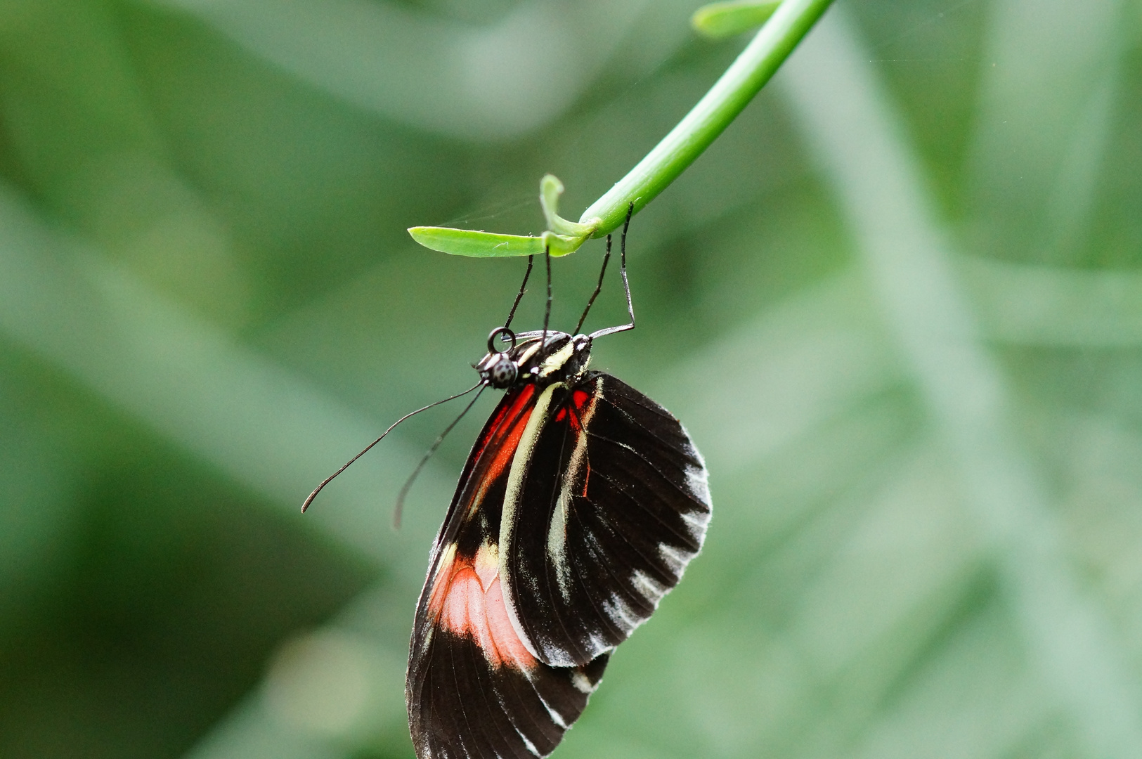 Schmetterling