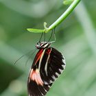 Schmetterling