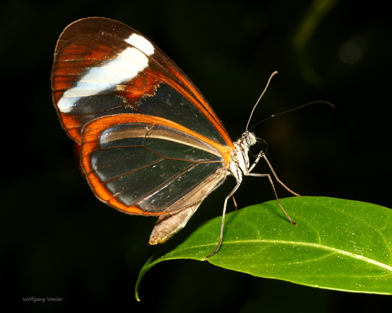 Schmetterling