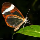 Schmetterling