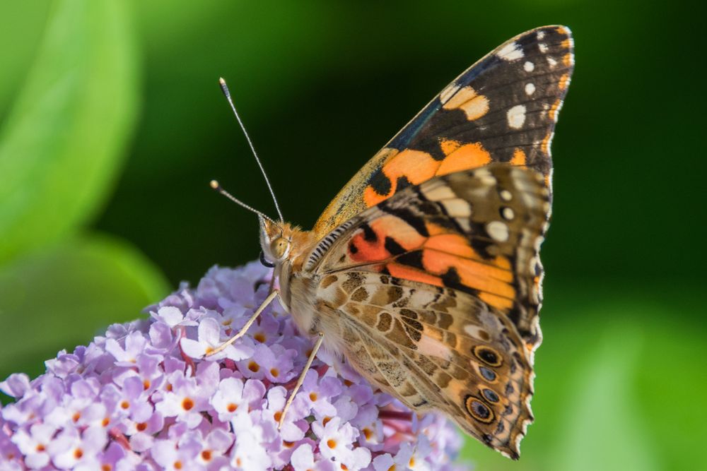 Schmetterling