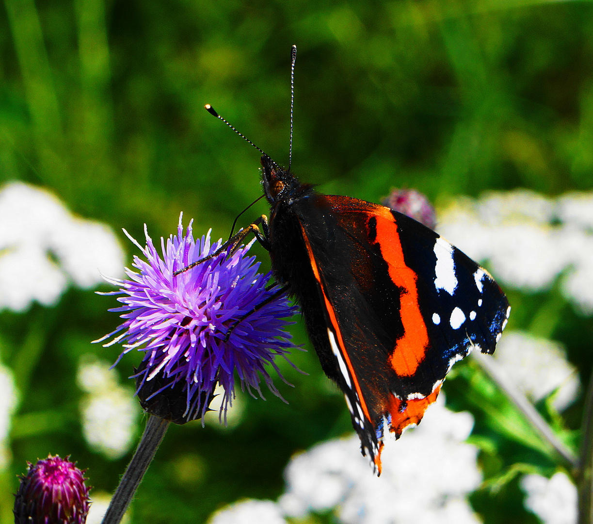 Schmetterling