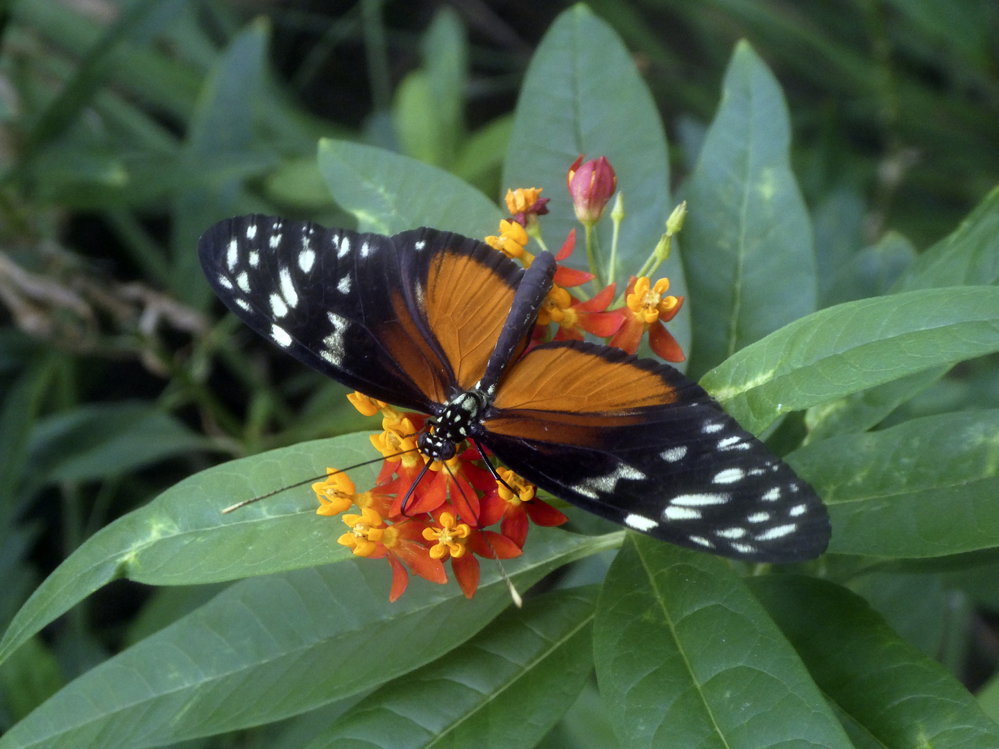 Schmetterling