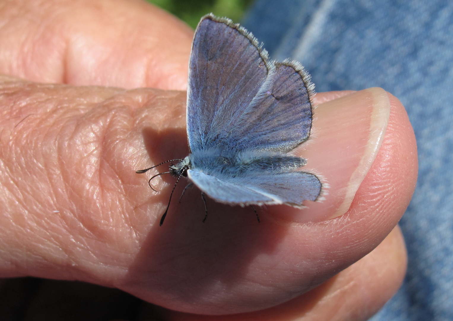 Schmetterling