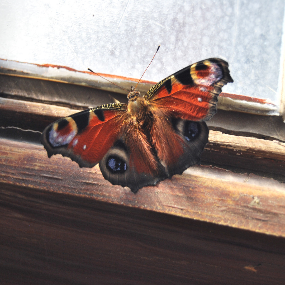 Schmetterling