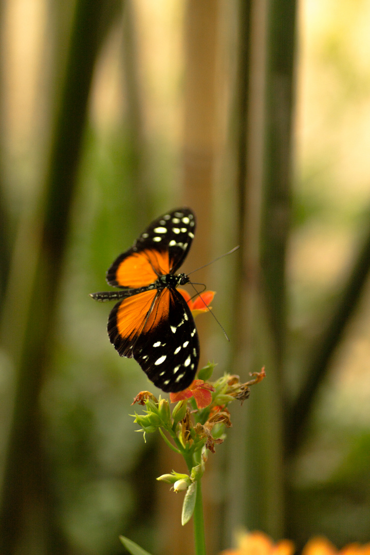 Schmetterling