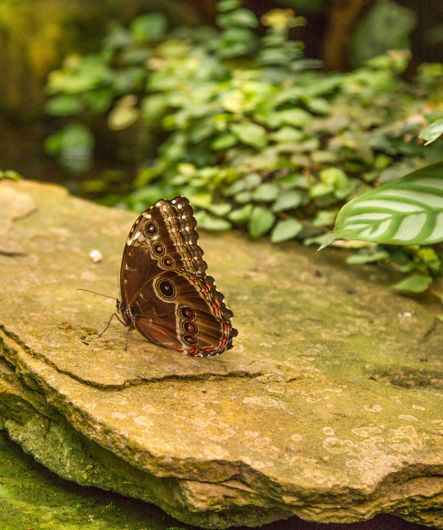 Schmetterling