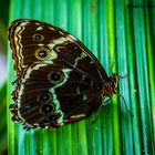 Schmetterling