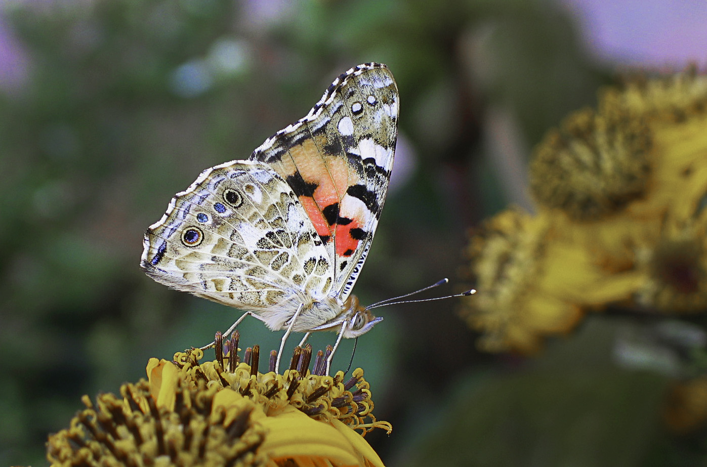 Schmetterling