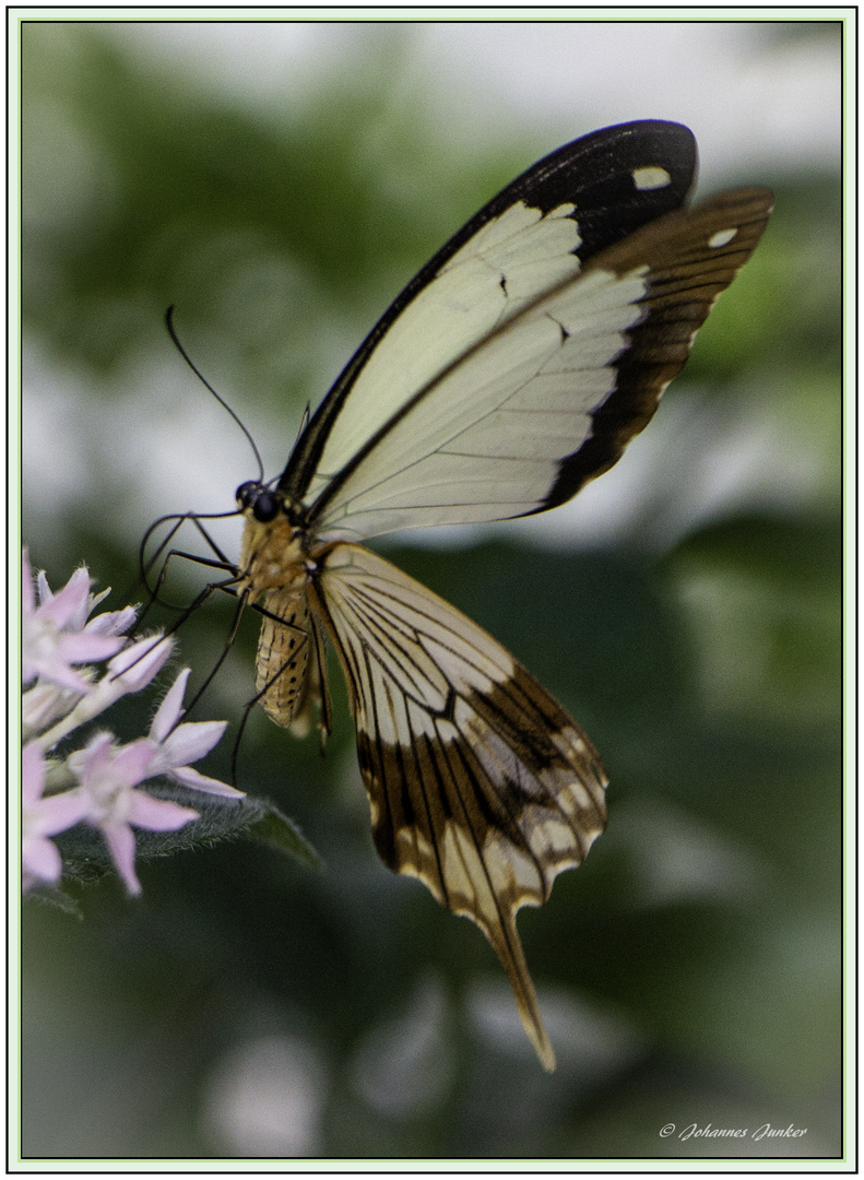 Schmetterling