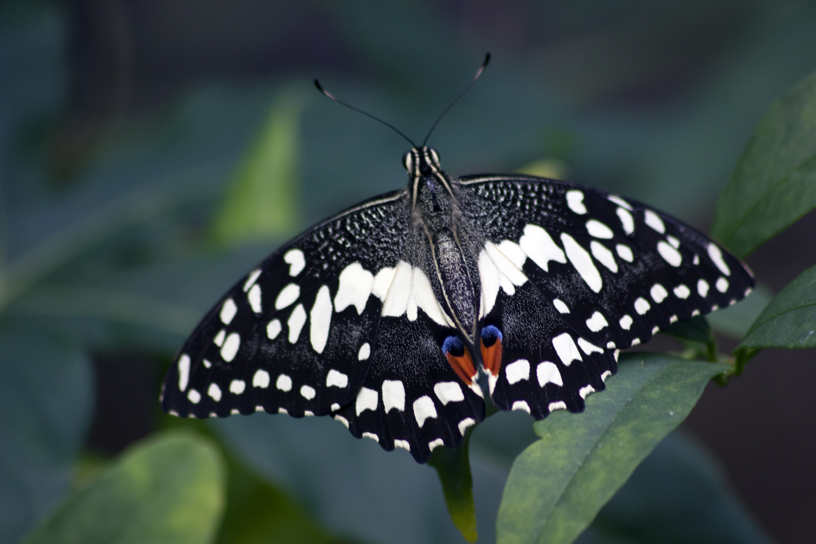 Schmetterling