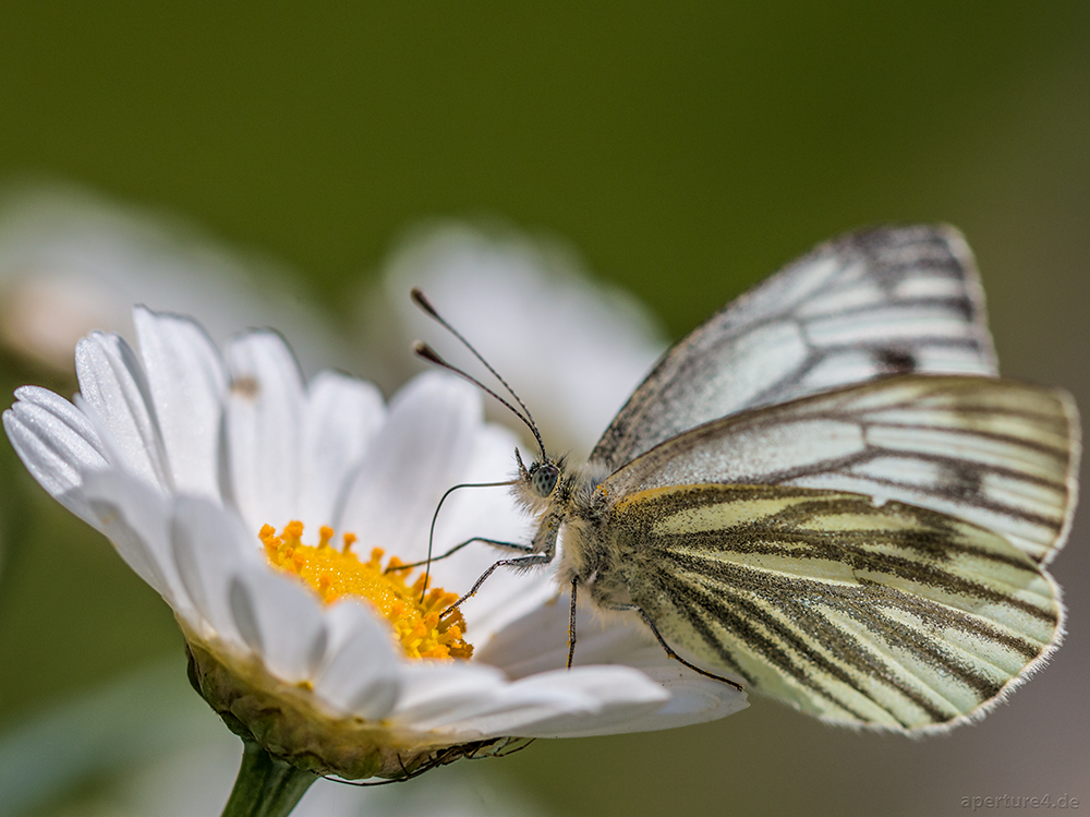 Schmetterling