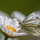 Schmetterling