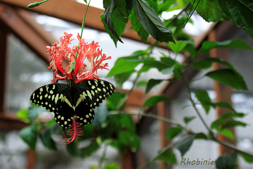 Schmetterling