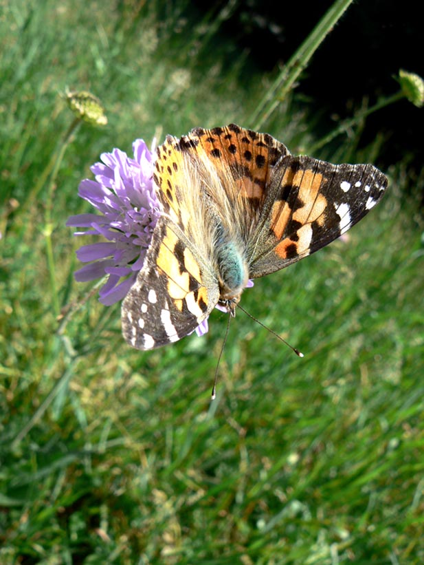 Schmetterling