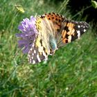 Schmetterling