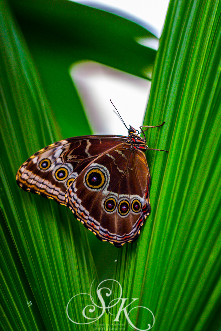 Schmetterling