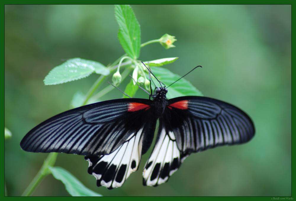 Schmetterling