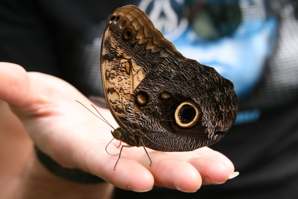 Schmetterling