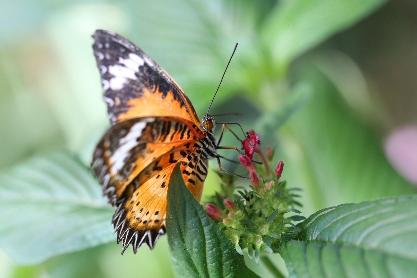 Schmetterling