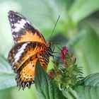 Schmetterling