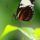 Schmetterling