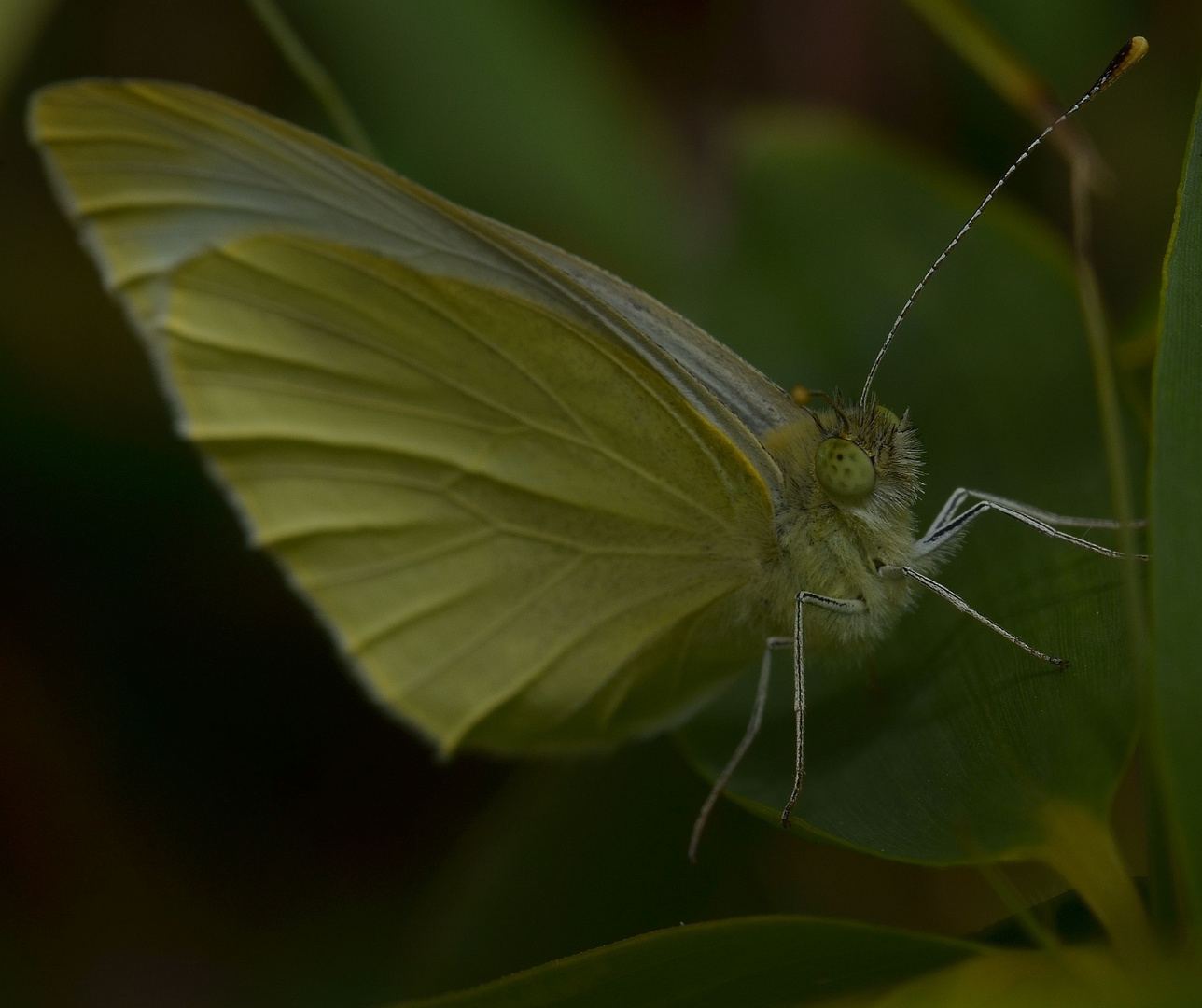 Schmetterling