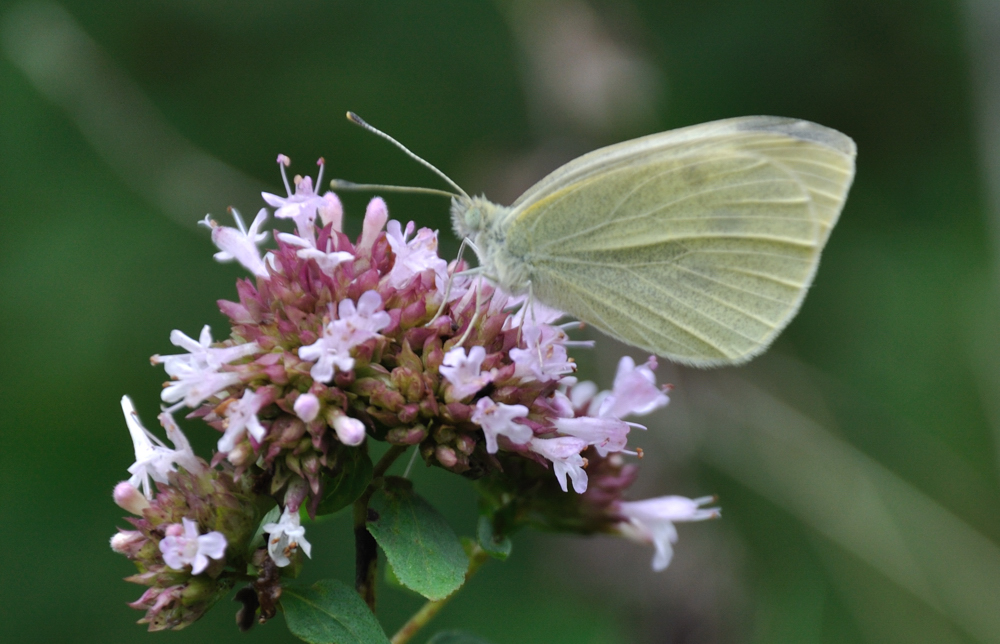 Schmetterling