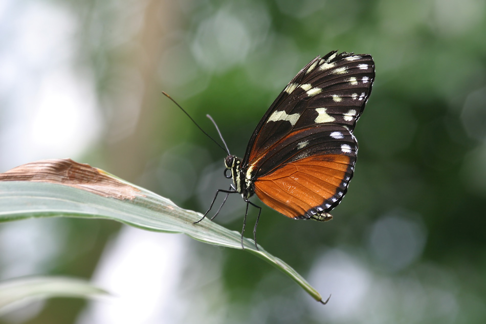 Schmetterling