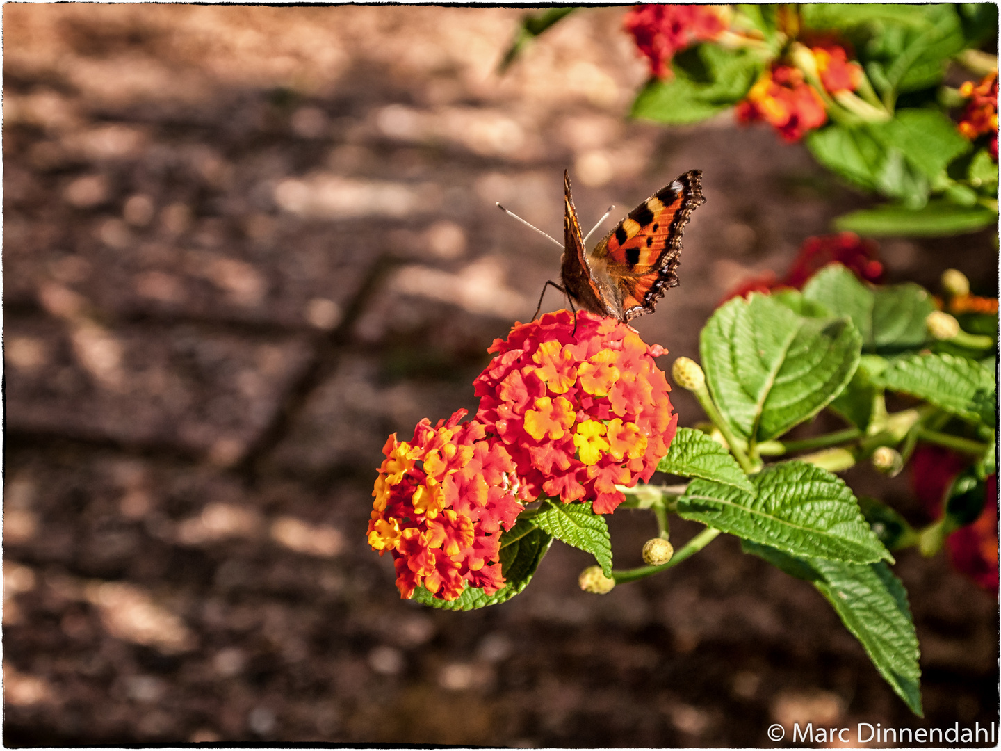 Schmetterling