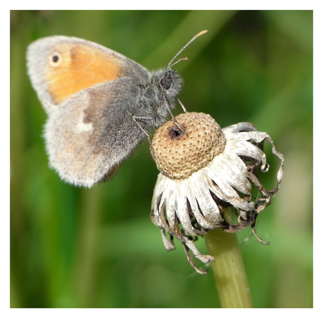 Schmetterling