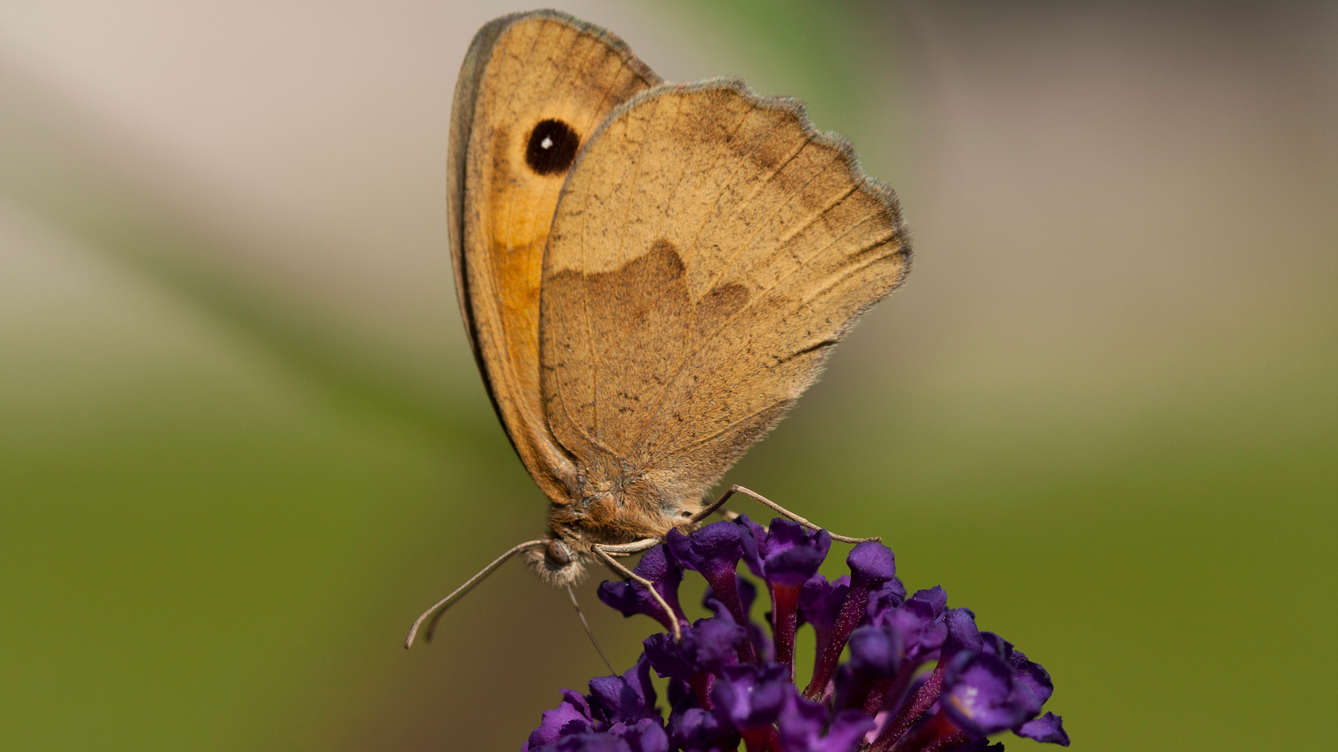 Schmetterling