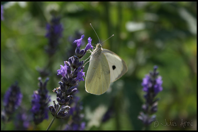 Schmetterling