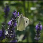 Schmetterling