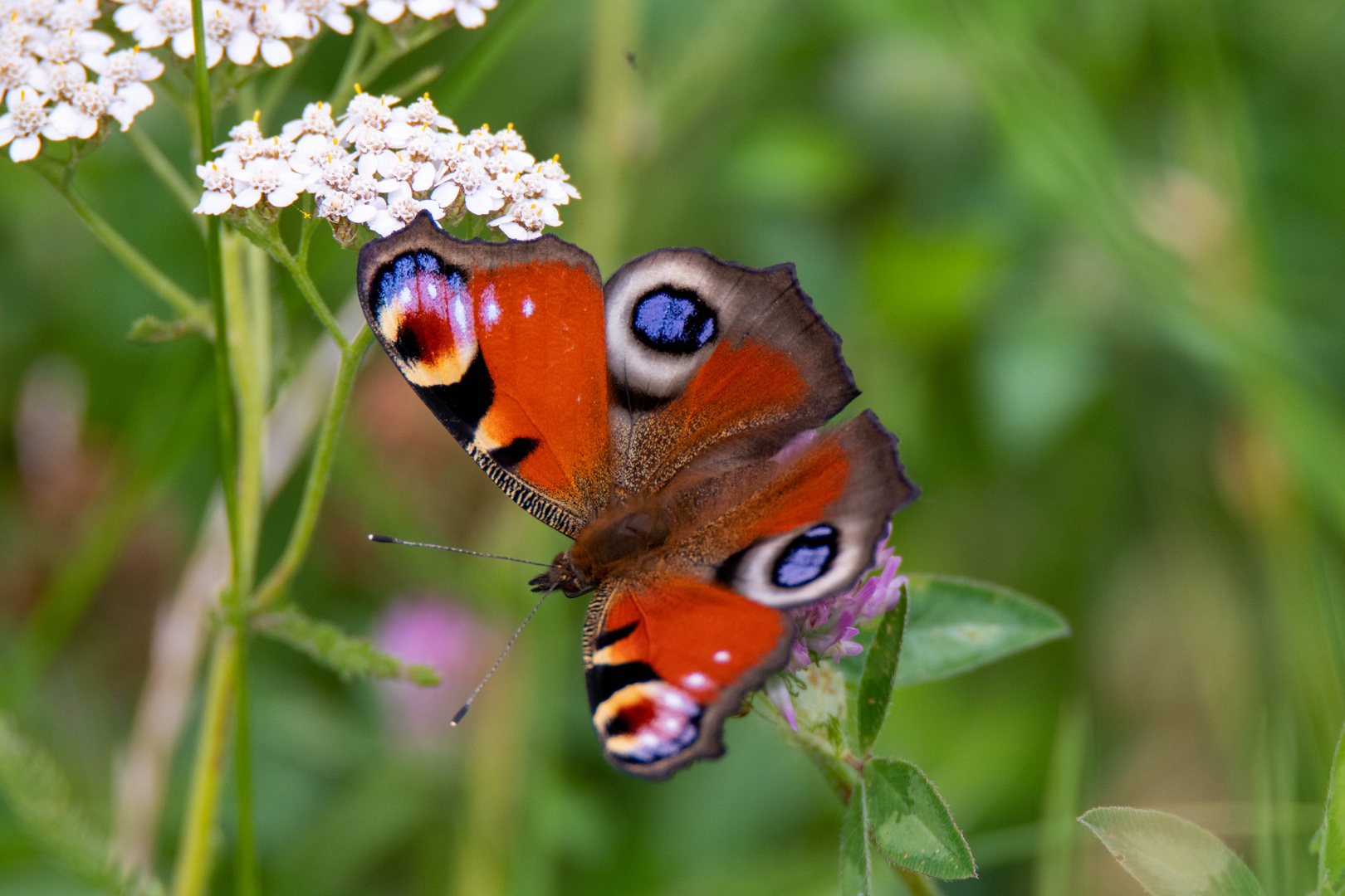 Schmetterling