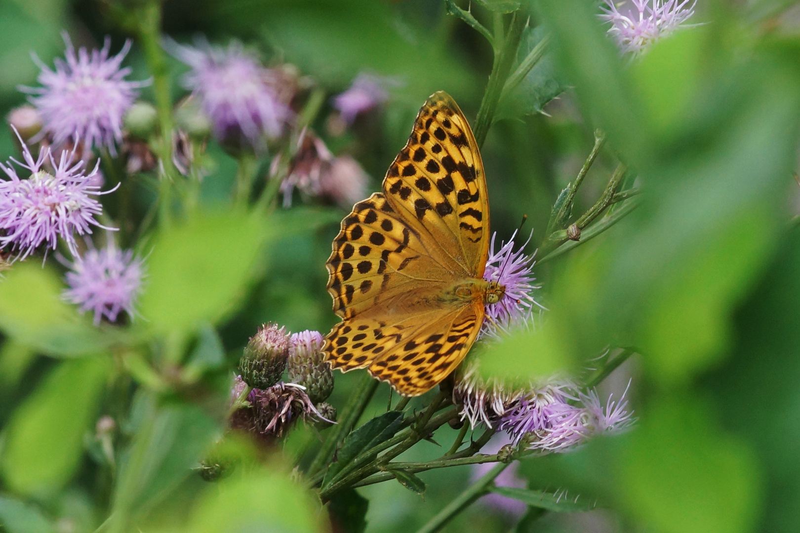 Schmetterling