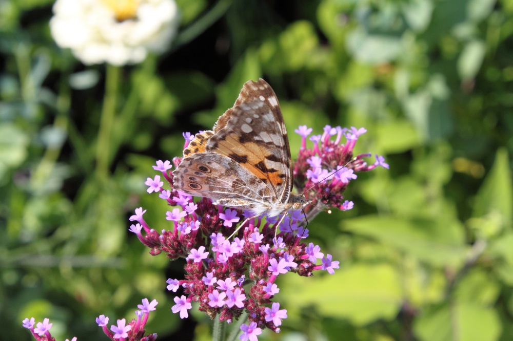 Schmetterling