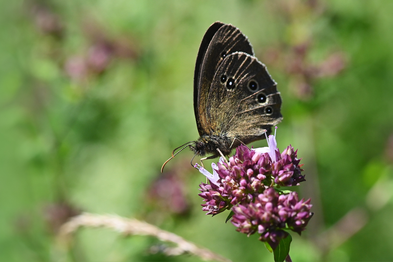 Schmetterling